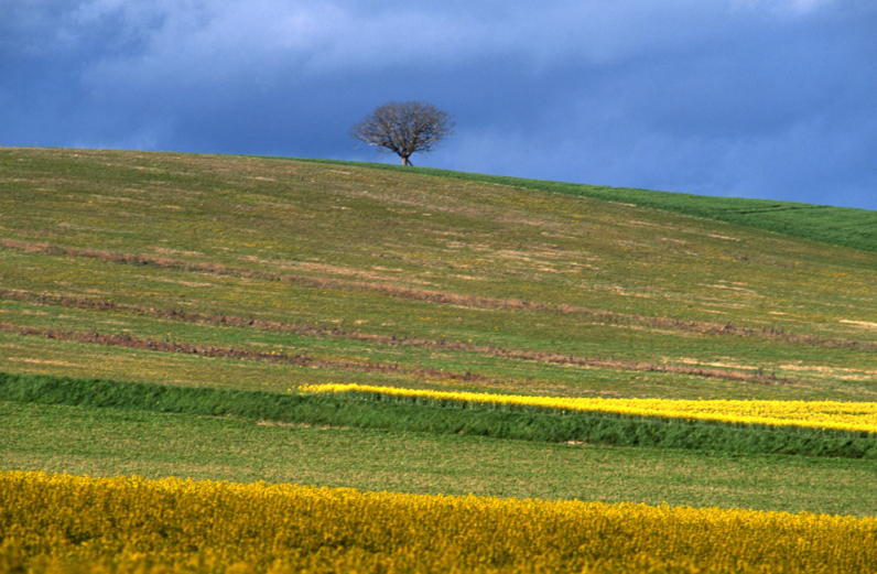 Le noyer de Beauregard à Jutigny,  Arbre Remarquable de Seine-et-Marne - Avril 2000