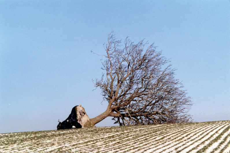 Le noyer de Beauregard à Jutigny, à terre, victime de la tempête Lothar le 26 décembre 1999 -  Arbre Remarquable de Seine-et-Marne - Janvier  2000