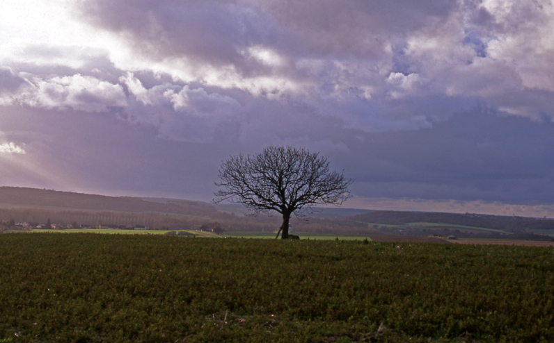 Le noyer de Beauregard à Jutigny,  Arbre Remarquable de Seine-et-Marne - Novembre 2000