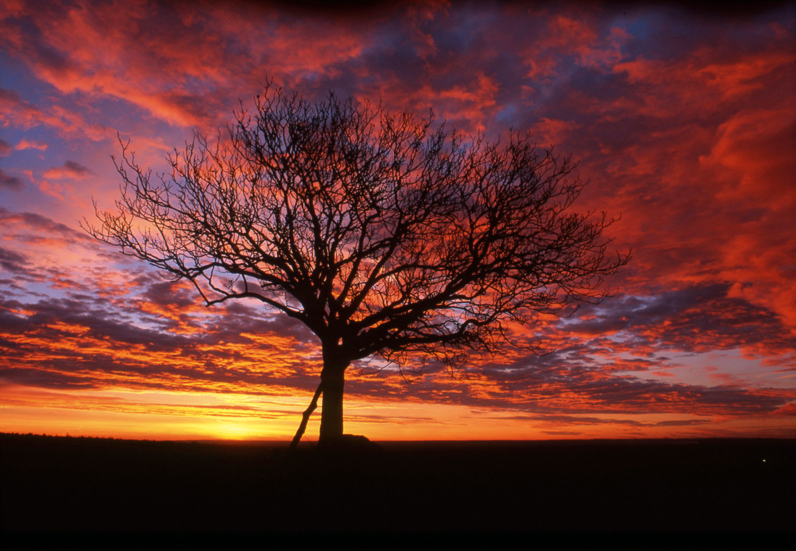 Le noyer de Beauregard à Jutigny,  Arbre Remarquable de Seine-et-Marne - Décembre 2000