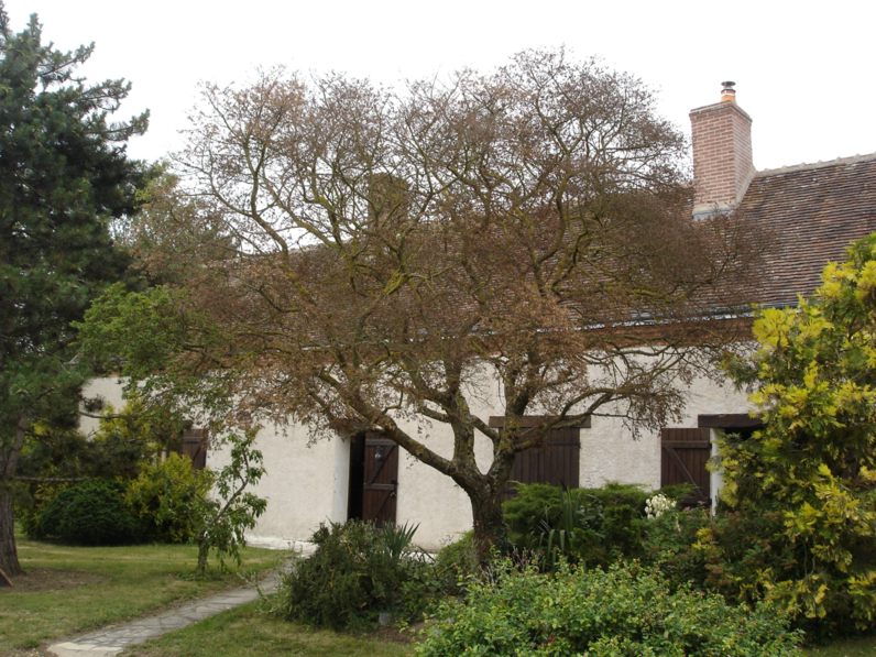 Ulmus minor 'Jacqueline Hillier'