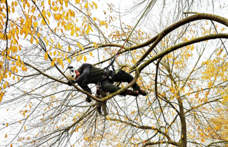 Démonstration d'élagage avec la Société Francaise d'Arboriculture