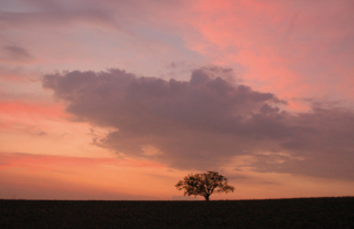 Le noyer de Beauregard à Jutigny,  Arbre Remarquable de Seine-et-Marne - Septembre 2000