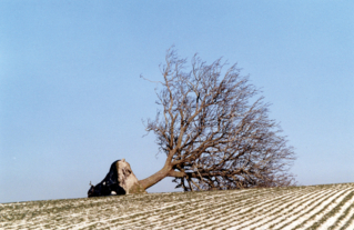 Le noyer de Beauregard à Jutigny, à terre, victime de la tempête Lothar le 26 décembre 1999 -  Arbre Remarquable de Seine-et-Marne - Janvier  2000