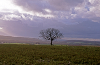 Le noyer de Beauregard à Jutigny,  Arbre Remarquable de Seine-et-Marne - Novembre 2000