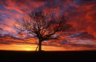 Le noyer de Beauregard à Jutigny,  Arbre Remarquable de Seine-et-Marne - Décembre 2000