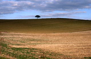 Le noyer de Beauregard à Jutigny,  Arbre Remarquable de Seine-et-Marne - Octobre 2000