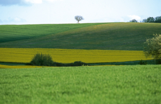 Le noyer de Beauregard à Jutigny,  Arbre Remarquable de Seine-et-Marne - Mars 2000