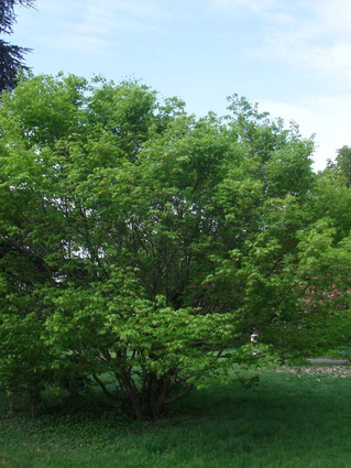 Acer palmatum - Houppier (2)