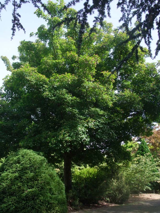 Acer tataricum subsp. ginnala - ERABLE DU FLEUVE AMOUR - Houppier