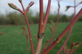 Acer palmatum - Petite branche