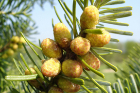 Abies koreana - Fruits (4)