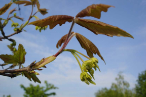 Acer griseum - Fleurs