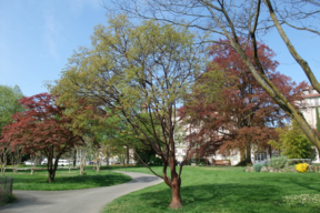 Acer griseum - Houppier (2)