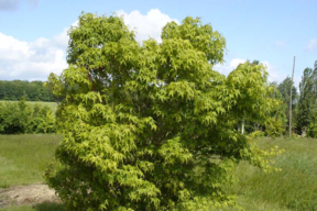 Acer palmatum - Houppier