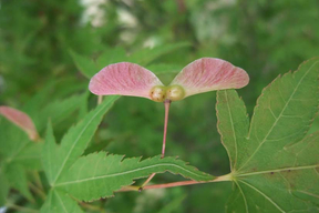 Acer palmatum - Fruit