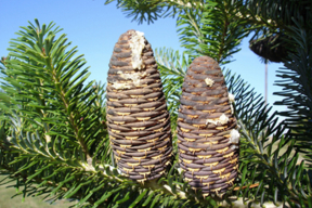 Abies koreana  - Fruits