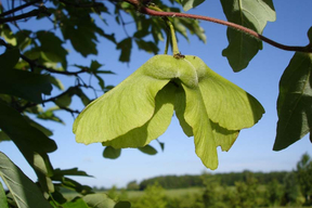 Acer griseum - Fruits