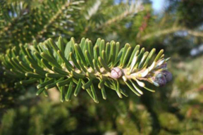 Abies koreana (5)