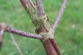 Acer griseum - Petite branche