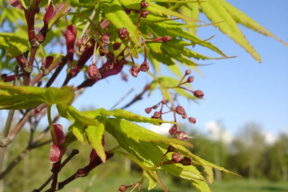 Acer palmatum - Fleurs