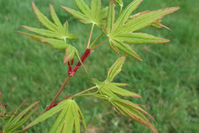 Acer palmatum - Feuille