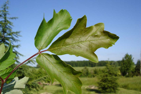 Acer griseum feuille
