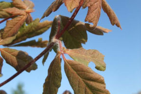 Acer griseum - Feuilles d'automne