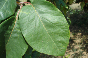 Cydonia oblonga (Cydonia vulgaris) - COGNASSIER - Feuille en été ( 8 à 15 cm)