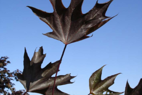Acer platanoïdes 'Crimson Sentry'ERABLE PLANE FASTIGIE POURPRE  - Feuille rouge sombre été