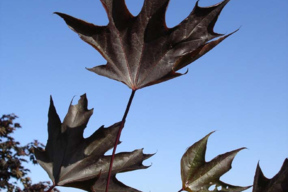 Acer platanoïdes 'Crimson Sentry'ERABLE PLANE FASTIGIE POURPRE  - Feuille rouge sombre été