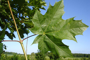 Acer platanoïdes 'Globosum' ERABLE PLANE BOULE - Feuilles vertes l'été