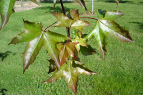 Acer x zoeschense 'Annae' - ERABLE HYBRIDE ANNAE - Feuilles vertes cuivré-rouge en été