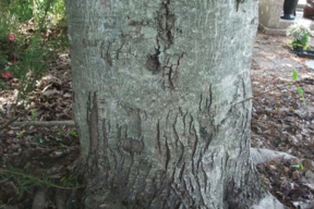 Acer tataricum subsp. ginnala - ERABLE DU FLEUVE AMOUR - Tronc