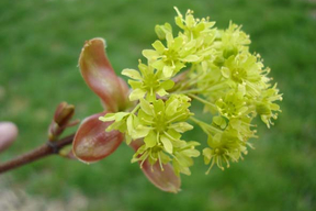 Acer platanoïdes 'Globosum' ERABLE PLANE BOULE - Fleurs parfumées