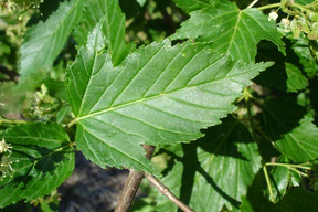 Acer tataricum subsp. ginnala - ERABLE DU FLEUVE AMOUR - Feuilles vertes