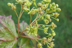 Acer x zoeschense 'Annae' - ERABLE HYBRIDE ANNAE - Fleurs en panicules dressées