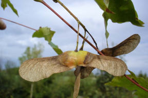 Acer x zoeschense 'Annae' - ERABLE HYBRIDE ANNAE - Samares abondantes