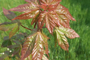 Acer x zoeschense 'Annae' - ERABLE HYBRIDE ANNAE - Feuilles rouges au débourement