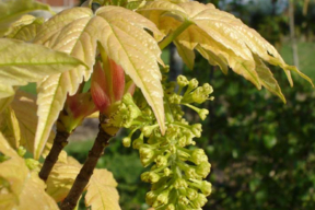 Acer pseudoplatanus 'Brillantissimum' - ERABLE SYCOMORE DORE - Fleurs en grappes pendantes