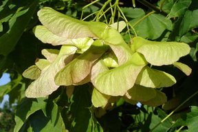 Acer platanoïdes 'Globosum' ERABLE PLANE BOULE - Samares nombreuses