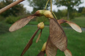 Acer pseudoplatanus 'Brillantissimum' - ERABLE SYCOMORE DORE - Samares nombreuses