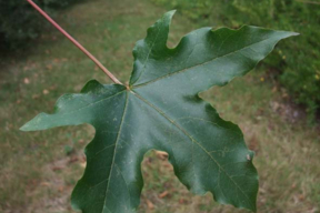 Acer x zoeschense 'Annae' - ERABLE HYBRIDE ANNAE - Feuille