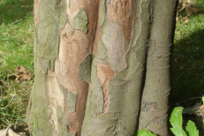 Cydonia oblonga (Cydonia vulgaris) - COGNASSIER - Tronc cannelé