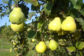 Cydonia oblonga (Cydonia vulgaris) - COGNASSIER - Coing