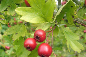 Crataegus monogyna 'Stricta' - AUBEPINE FASTIGIEE - EPINE BLANCHE FASTIGIEE - Fruits rouge de 1cm de diamètre