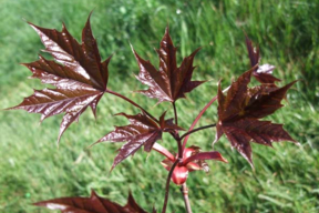 Acer platanoïdes 'Crimson Sentry'ERABLE PLANE FASTIGIE POURPRE  - Arbre  feuille rouge éclatant