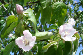 Cydonia oblonga (Cydonia vulgaris) - COGNASSIER - Fleurs gracieuses (4 à 5 cm)