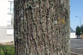 Acer platanoïdes 'Globosum' ERABLE PLANE BOULE - Tronc - Ecorce finement gerçurée