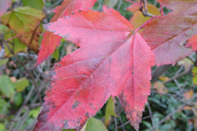 Acer tataricum subsp. ginnala - ERABLE DU FLEUVE AMOUR - Feuille  rouge en automne